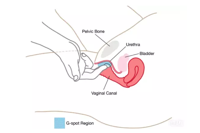 怎么撩她G點(diǎn),安全又健康(圖1) 怎么撩她G點(diǎn),安全又健康(圖1)